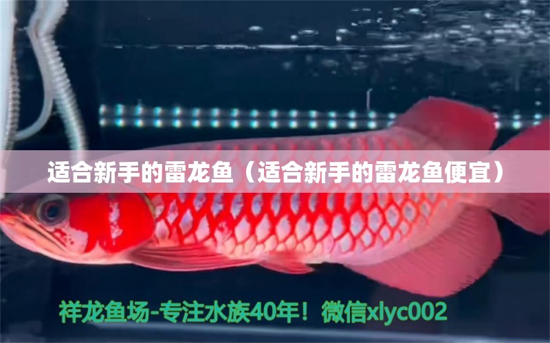 適合新手的雷龍魚（適合新手的雷龍魚便宜） 廣州龍魚批發(fā)市場