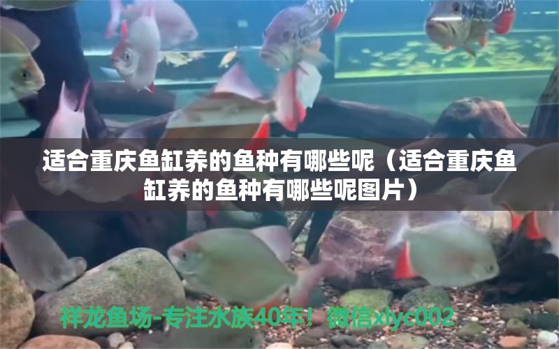 適合重慶魚缸養(yǎng)的魚種有哪些呢（適合重慶魚缸養(yǎng)的魚種有哪些呢圖片）