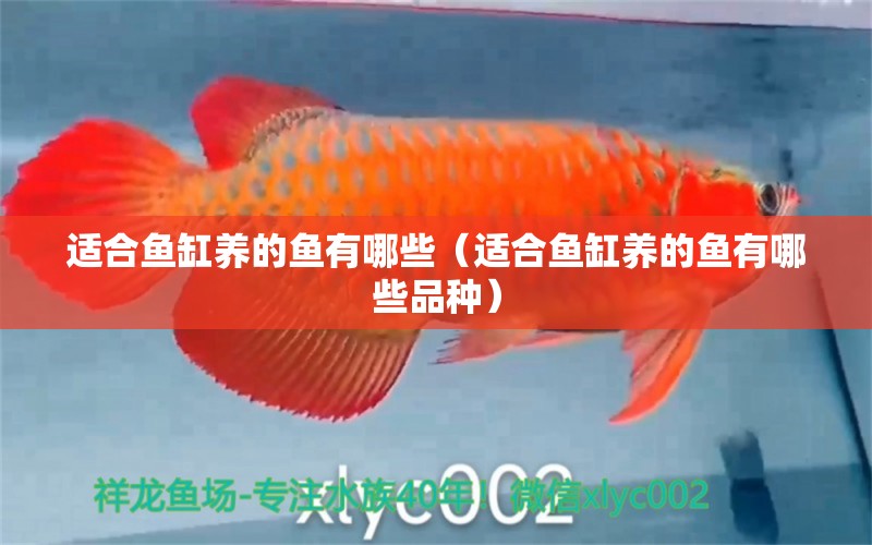 適合魚缸養(yǎng)的魚有哪些（適合魚缸養(yǎng)的魚有哪些品種）