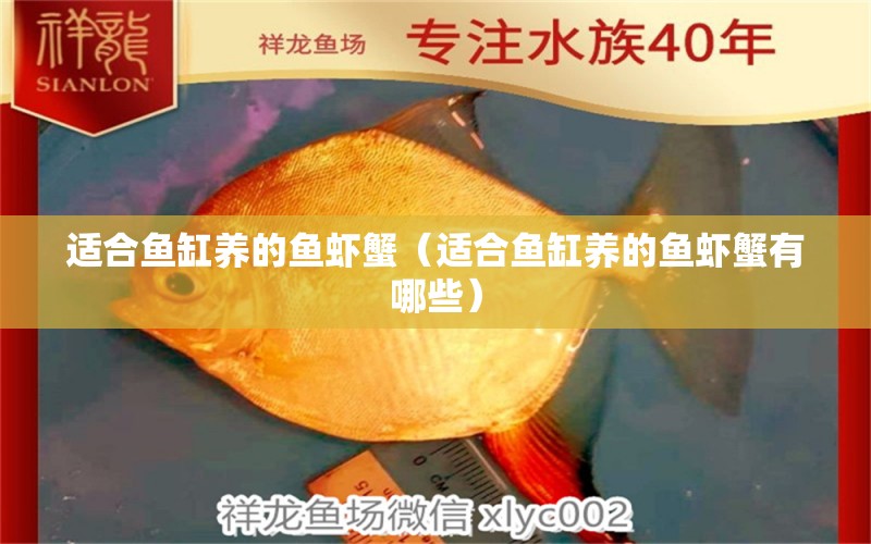 適合魚缸養(yǎng)的魚蝦蟹（適合魚缸養(yǎng)的魚蝦蟹有哪些） 觀賞魚市場（混養(yǎng)魚）