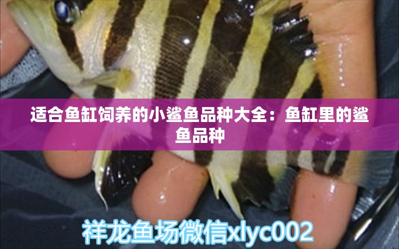 適合魚(yú)缸飼養(yǎng)的小鯊魚(yú)品種大全：魚(yú)缸里的鯊魚(yú)品種 廣州水族批發(fā)市場(chǎng)