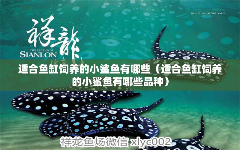 適合魚(yú)缸飼養(yǎng)的小鯊魚(yú)有哪些（適合魚(yú)缸飼養(yǎng)的小鯊魚(yú)有哪些品種）