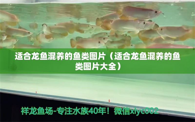 適合龍魚混養(yǎng)的魚類圖片（適合龍魚混養(yǎng)的魚類圖片大全） 廣州龍魚批發(fā)市場(chǎng)