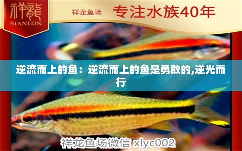 逆流而上的魚：逆流而上的魚是勇敢的,逆光而行 觀賞魚