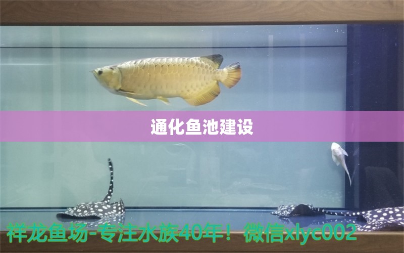 通化魚池建設(shè) 錦鯉池魚池建設(shè)