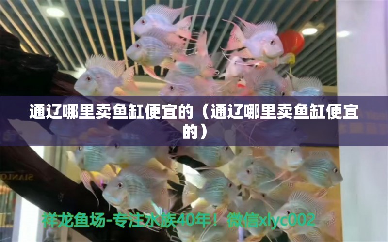 通遼哪里賣魚缸便宜的（通遼哪里賣魚缸便宜的） 水族雜談