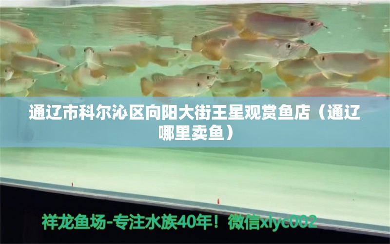 通遼市科爾沁區(qū)向陽大街王星觀賞魚店（通遼哪里賣魚）