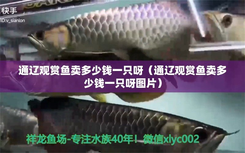 通遼觀賞魚賣多少錢一只呀（通遼觀賞魚賣多少錢一只呀圖片）