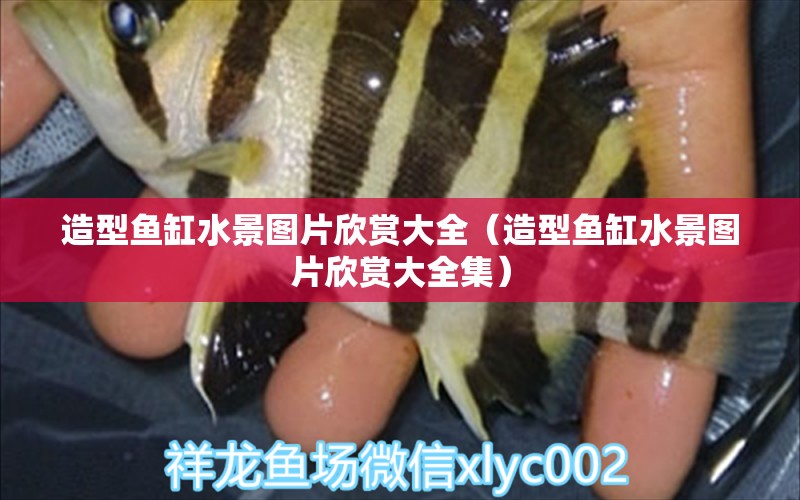 造型魚缸水景圖片欣賞大全（造型魚缸水景圖片欣賞大全集）