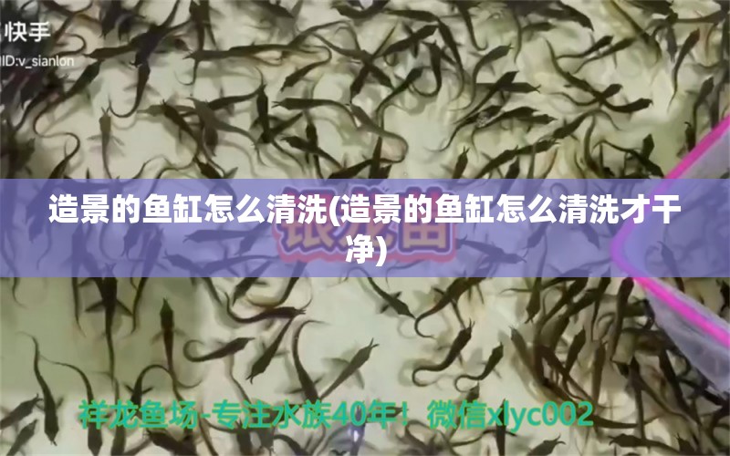 造景的魚缸怎么清洗(造景的魚缸怎么清洗才干凈) 蘇虎苗（蘇門答臘虎魚苗）