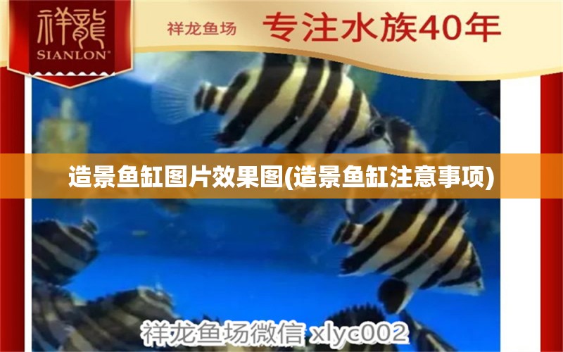 造景魚缸圖片效果圖(造景魚缸注意事項) 黑帝王魟魚