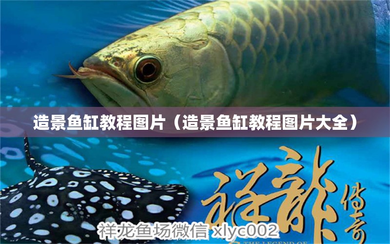 造景魚缸教程圖片（造景魚缸教程圖片大全） 觀賞魚市場(chǎng)（混養(yǎng)魚）