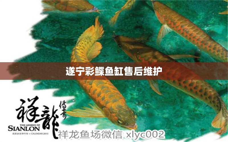 遂寧彩鰈魚缸售后維護(hù) 彩鰈魚缸（彩蝶魚缸）