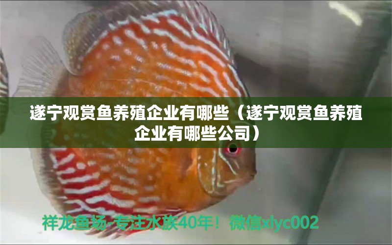 遂寧觀賞魚養(yǎng)殖企業(yè)有哪些（遂寧觀賞魚養(yǎng)殖企業(yè)有哪些公司）