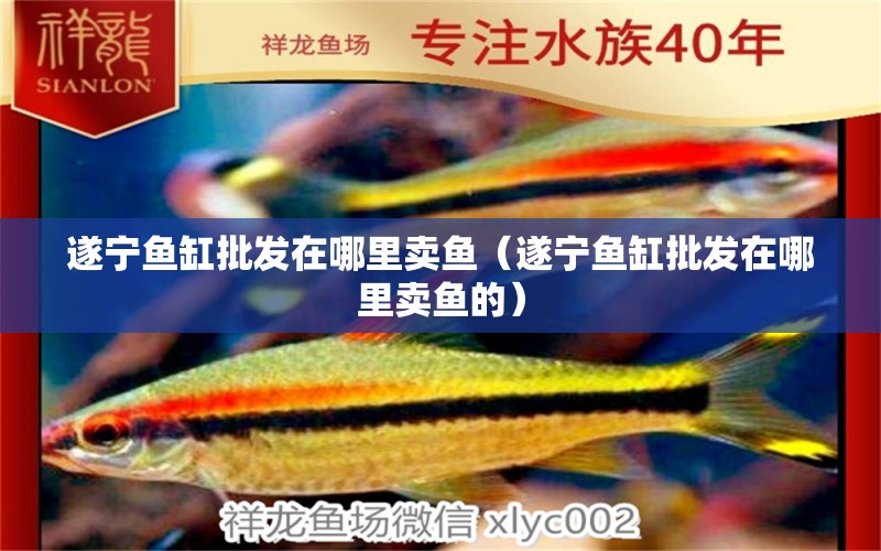 遂寧魚缸批發(fā)在哪里賣魚（遂寧魚缸批發(fā)在哪里賣魚的）