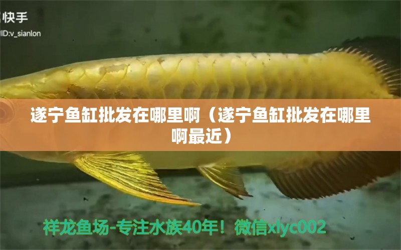 遂寧魚缸批發(fā)在哪里?。ㄋ鞂庺~缸批發(fā)在哪里啊最近）