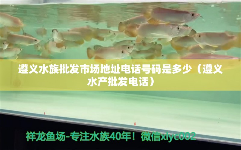 遵義水族批發(fā)市場地址電話號碼是多少（遵義水產(chǎn)批發(fā)電話） 錦鯉飼料