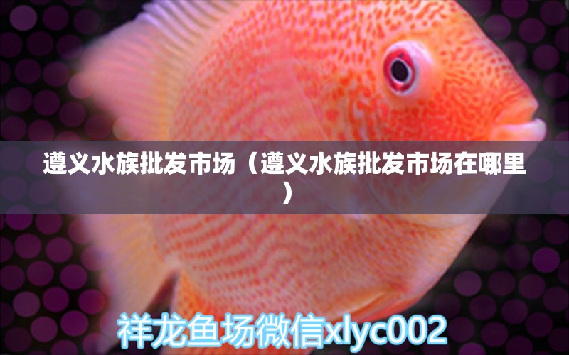 遵義水族批發(fā)市場（遵義水族批發(fā)市場在哪里） 觀賞魚水族批發(fā)市場