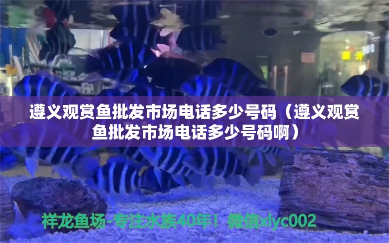 遵義觀賞魚批發(fā)市場(chǎng)電話多少號(hào)碼（遵義觀賞魚批發(fā)市場(chǎng)電話多少號(hào)碼?。?觀賞魚批發(fā)