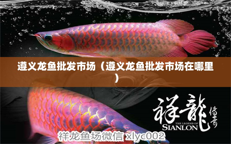 遵義龍魚(yú)批發(fā)市場(chǎng)（遵義龍魚(yú)批發(fā)市場(chǎng)在哪里） 龍魚(yú)批發(fā)