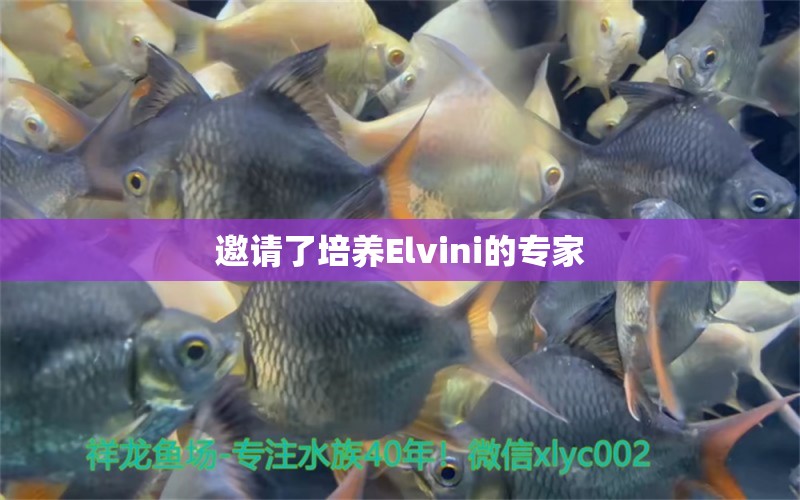 邀請(qǐng)了培養(yǎng)Elvini的專(zhuān)家 觀賞魚(yú)飼料 第2張