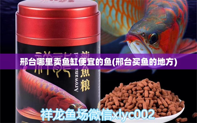 邢臺(tái)哪里賣魚(yú)缸便宜的魚(yú)(邢臺(tái)買魚(yú)的地方)