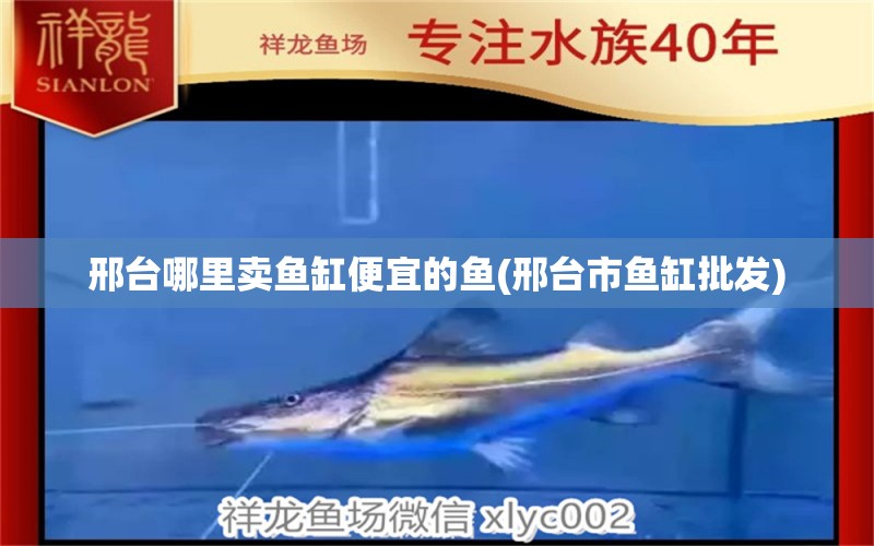 邢臺(tái)哪里賣(mài)魚(yú)缸便宜的魚(yú)(邢臺(tái)市魚(yú)缸批發(fā)) 巴西亞魚(yú)苗 第1張