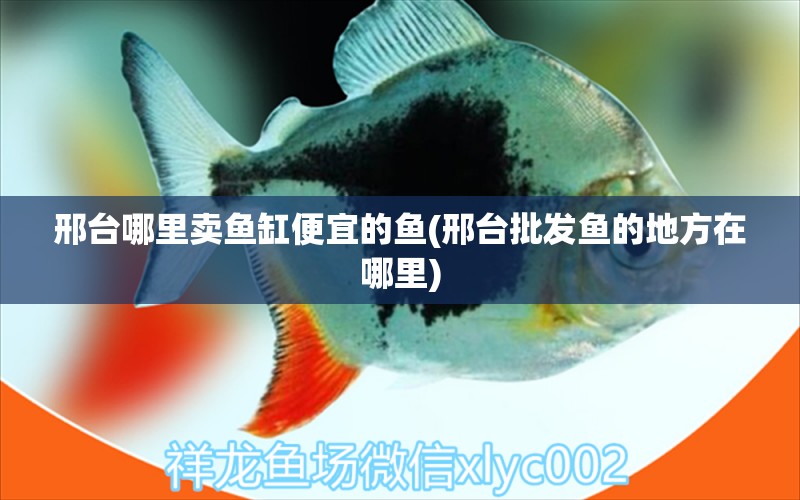 邢臺(tái)哪里賣魚(yú)缸便宜的魚(yú)(邢臺(tái)批發(fā)魚(yú)的地方在哪里)