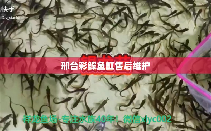 邢臺(tái)彩鰈魚缸售后維護(hù) 彩鰈魚缸（彩蝶魚缸）