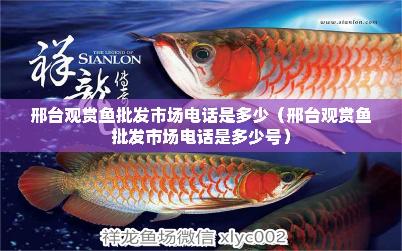 邢臺(tái)觀賞魚批發(fā)市場電話是多少（邢臺(tái)觀賞魚批發(fā)市場電話是多少號(hào)）