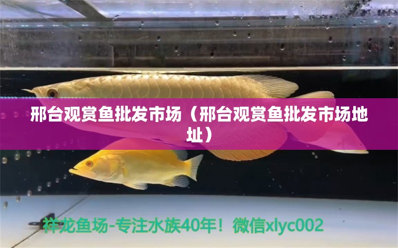 邢臺(tái)觀賞魚批發(fā)市場(chǎng)（邢臺(tái)觀賞魚批發(fā)市場(chǎng)地址）