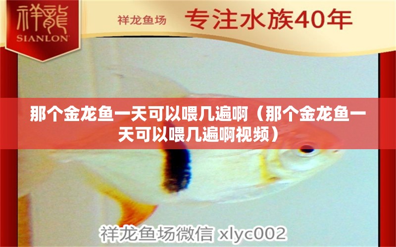 那個(gè)金龍魚一天可以喂幾遍?。莻€(gè)金龍魚一天可以喂幾遍啊視頻） 廣州龍魚批發(fā)市場(chǎng)