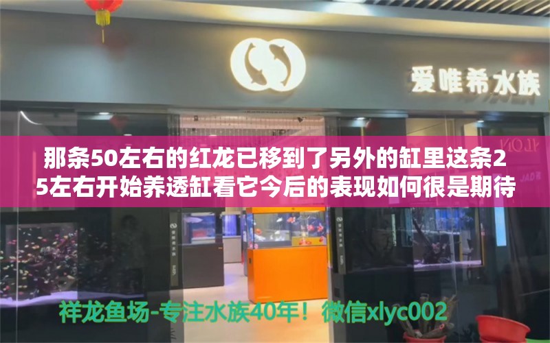 那條50左右的紅龍已移到了另外的缸里這條25左右開(kāi)始養(yǎng)透缸看它今后的表現(xiàn)如何很是期待