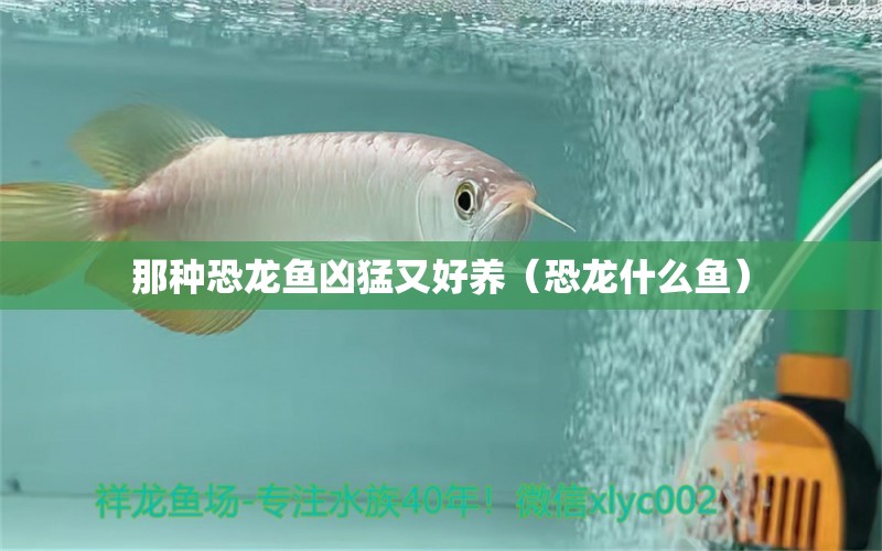 那種恐龍魚兇猛又好養(yǎng)（恐龍什么魚）