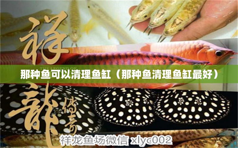 那種魚可以清理魚缸（那種魚清理魚缸最好） 赤焰中國虎魚