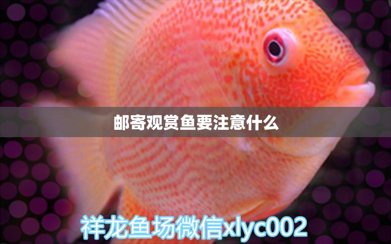 郵寄觀賞魚要注意什么