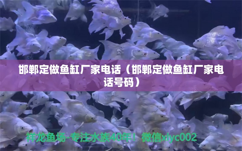 邯鄲定做魚缸廠家電話（邯鄲定做魚缸廠家電話號(hào)碼） 紅尾平克魚