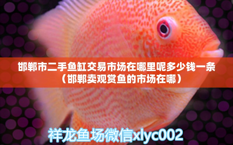 邯鄲市二手魚缸交易市場在哪里呢多少錢一條（邯鄲賣觀賞魚的市場在哪）