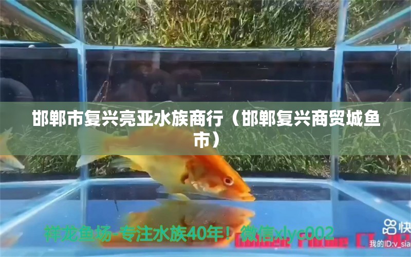 邯鄲市復(fù)興亮亞水族商行（邯鄲復(fù)興商貿(mào)城魚市）