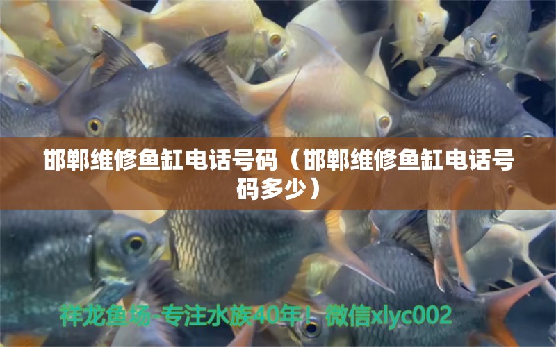 邯鄲維修魚缸電話號碼（邯鄲維修魚缸電話號碼多少）