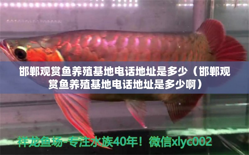 邯鄲觀賞魚養(yǎng)殖基地電話地址是多少（邯鄲觀賞魚養(yǎng)殖基地電話地址是多少?。?青龍魚