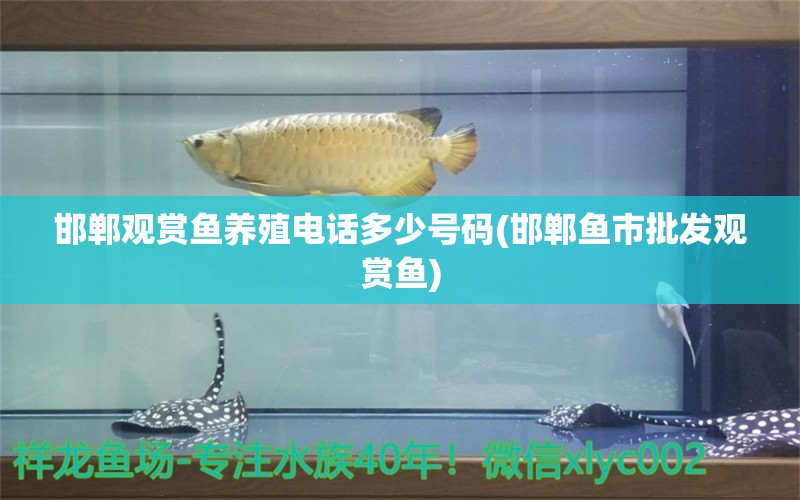 邯鄲觀賞魚養(yǎng)殖電話多少號碼(邯鄲魚市批發(fā)觀賞魚) 龍魚專用燈