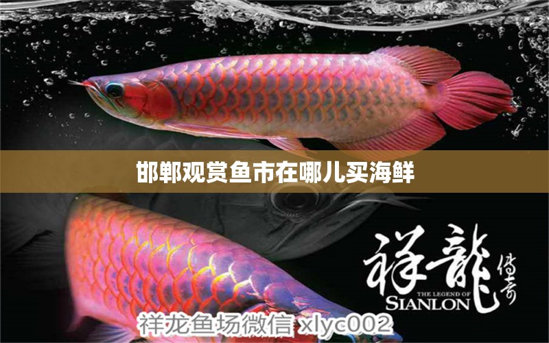 邯鄲觀賞魚(yú)市在哪兒買(mǎi)海鮮 祥龍魚(yú)場(chǎng)