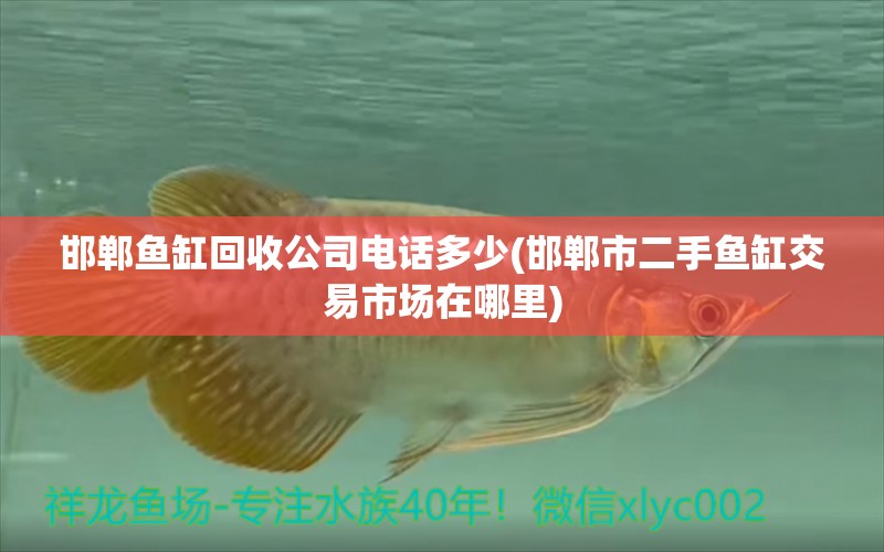 邯鄲魚缸回收公司電話多少(邯鄲市二手魚缸交易市場在哪里) 七紋巨鯉魚