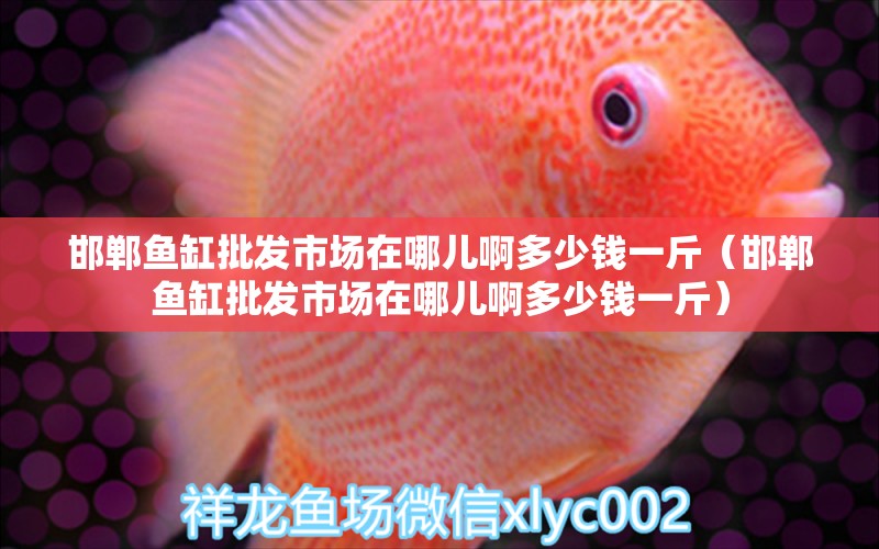 邯鄲魚缸批發(fā)市場(chǎng)在哪兒啊多少錢一斤（邯鄲魚缸批發(fā)市場(chǎng)在哪兒啊多少錢一斤） 祥龍水族醫(yī)院