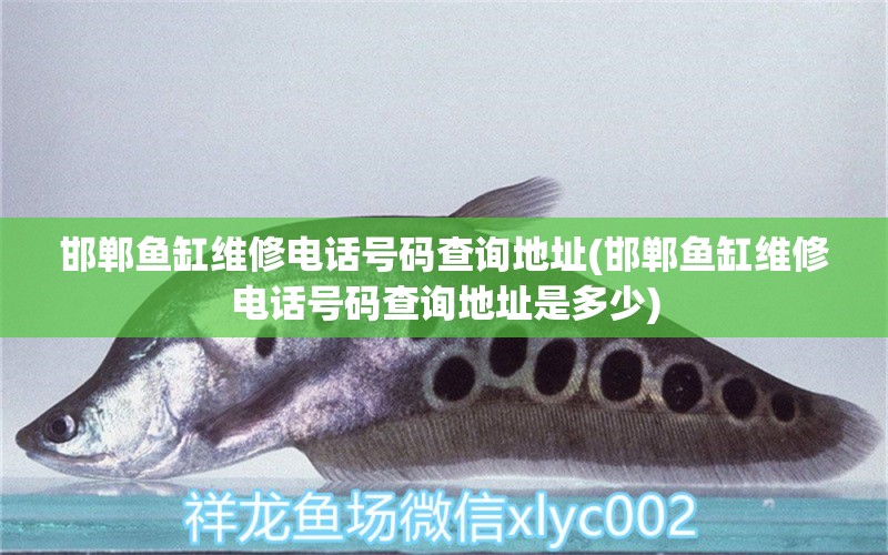 邯鄲魚缸維修電話號碼查詢地址(邯鄲魚缸維修電話號碼查詢地址是多少) 元寶鳳凰魚