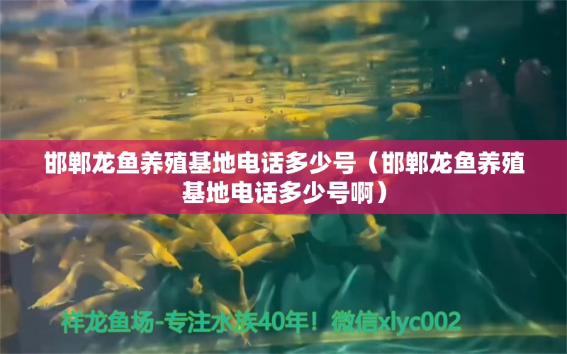 邯鄲龍魚養(yǎng)殖基地電話多少號（邯鄲龍魚養(yǎng)殖基地電話多少號?。?福滿鉆魚