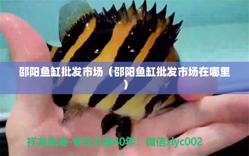 邵陽(yáng)魚(yú)缸批發(fā)市場(chǎng)（邵陽(yáng)魚(yú)缸批發(fā)市場(chǎng)在哪里） 觀賞魚(yú)水族批發(fā)市場(chǎng)