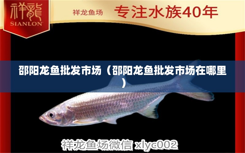 邵陽龍魚批發(fā)市場（邵陽龍魚批發(fā)市場在哪里）