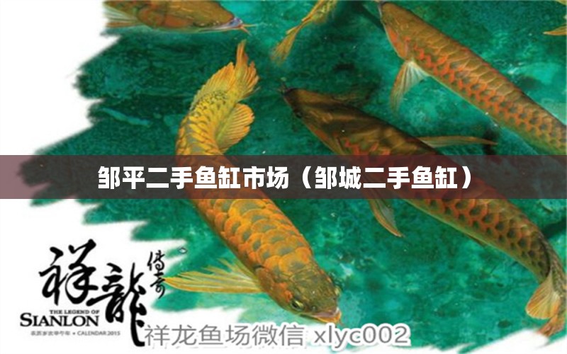 鄒平二手魚(yú)缸市場(chǎng)（鄒城二手魚(yú)缸） 馬拉莫寶石魚(yú)苗